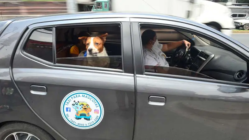 Mascotas en taxi: cómo llevar a tu mascota en Uber - Cómo llevar a mi mascota en Uber mascotas en taxi - Cómo llevar a mi mascota en Uber