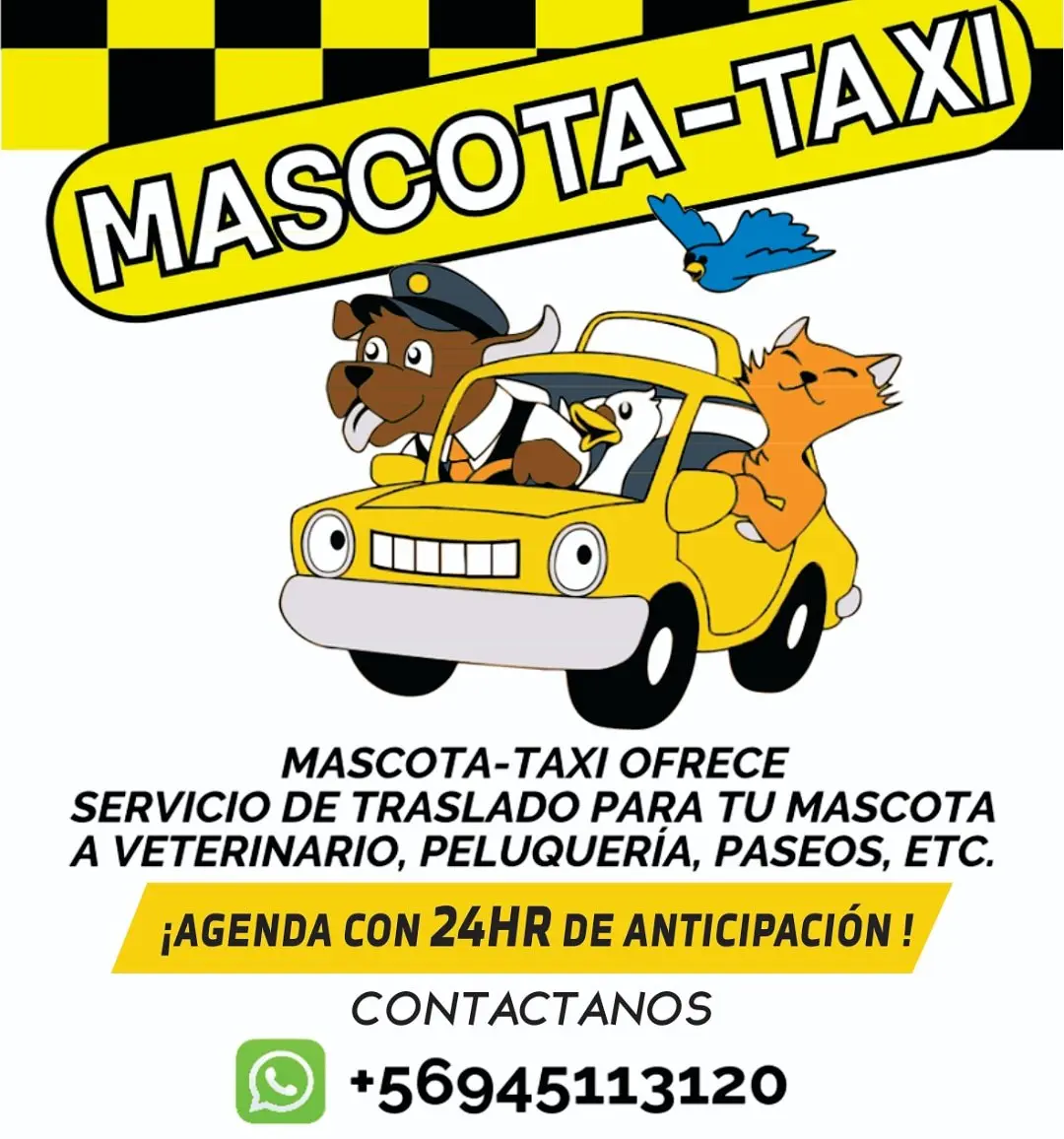 Taxi para mascotas: El servicio perfecto para trasladar a tu compañero peludo - Cómo trasladar mascotas en bus taxi para mascotas - Cómo trasladar mascotas en bus