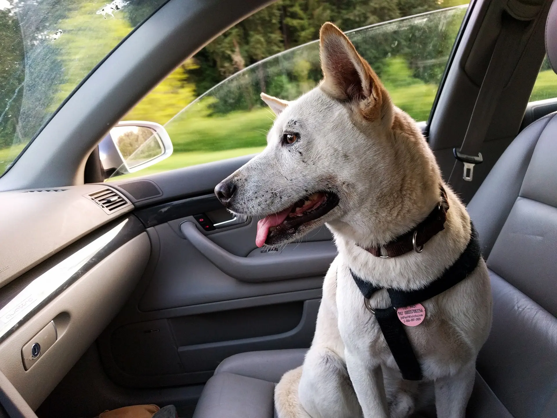 Taxi perros Zaragoza: Un servicio cómodo y seguro para viajar con tu mascota - Cómo viajar con perro en Didi taxi perros zaragoza - Cómo viajar con perro en Didi