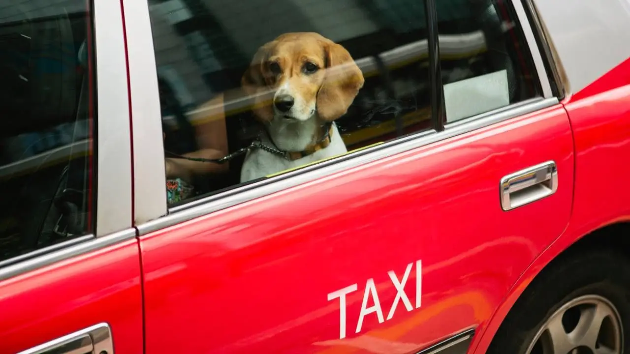 Taxi Perros: El transporte seguro y cómodo para tu mascota - Cuánto vale el transporte de un perro taxi perros - Cuánto vale el transporte de un perro